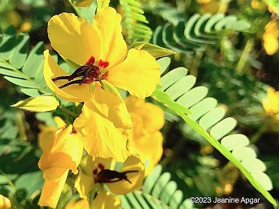 Partridge Pea